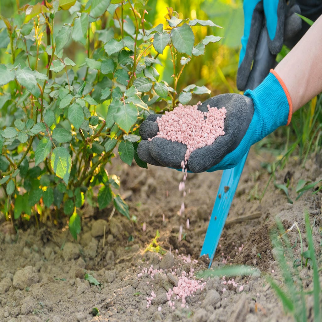 57649470_granules-fertilizer-in-hands-of-woman-gardener